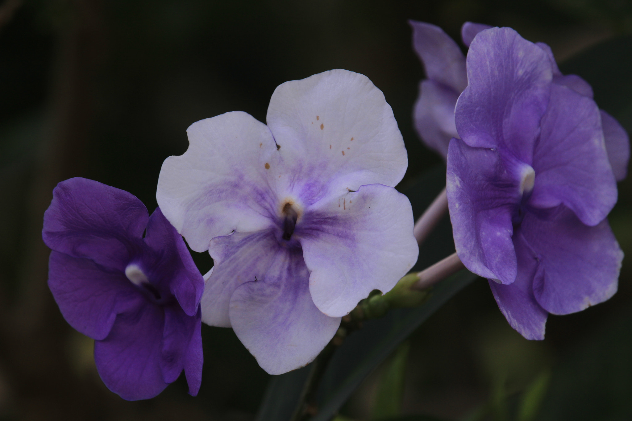 Canon EF-S 55-250mm F4-5.6 IS STM sample photo. Img photography