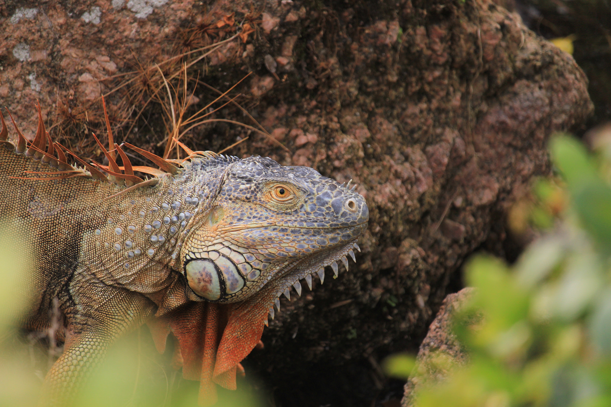 Canon EF-S 55-250mm F4-5.6 IS STM sample photo. Img photography
