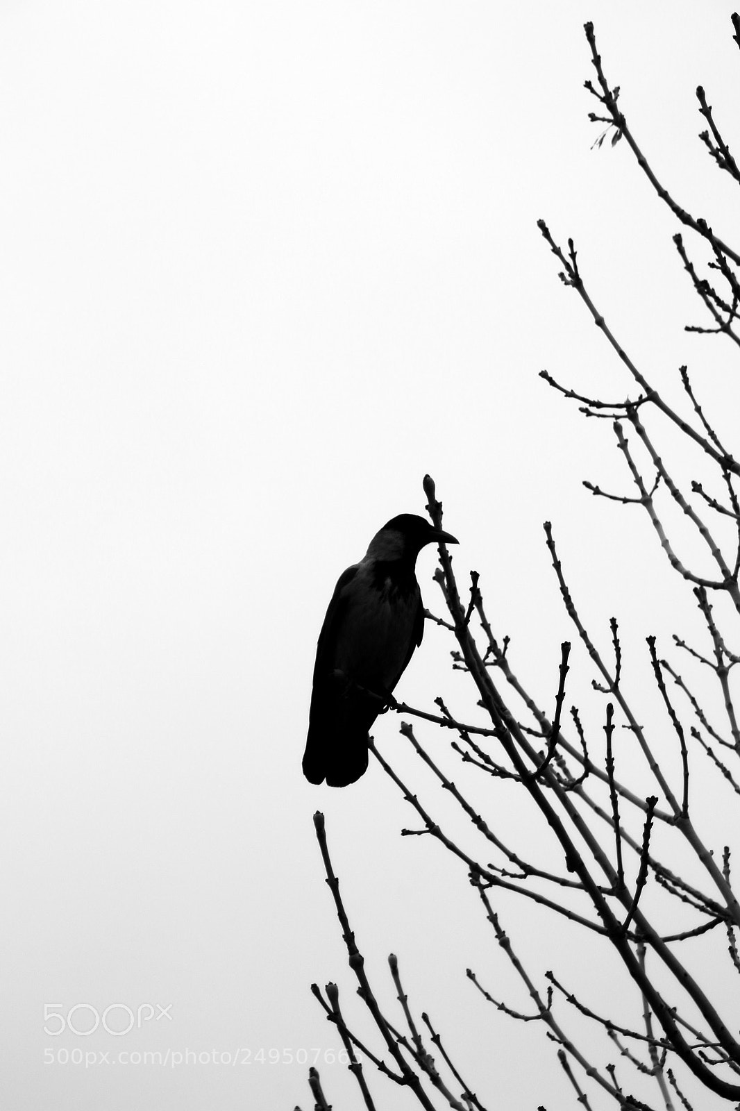 Canon EOS 70D sample photo. Crow photography