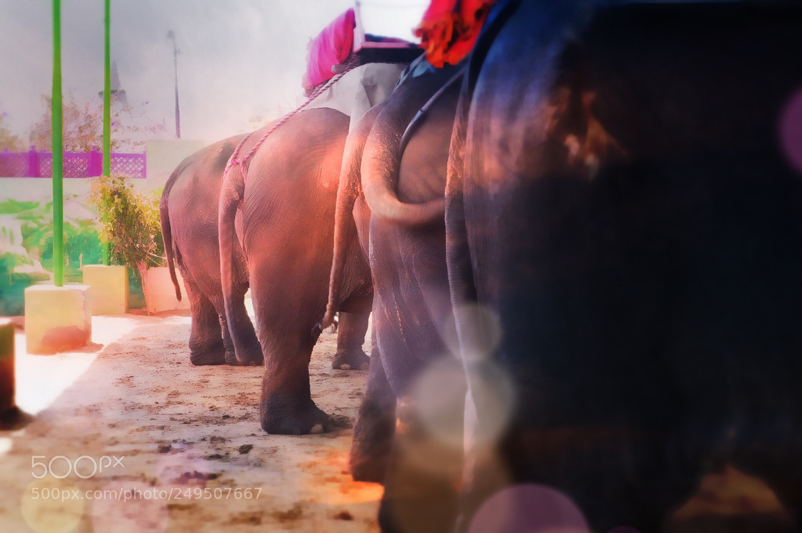Olympus OM-D E-M10 II sample photo. The elephant tails photography