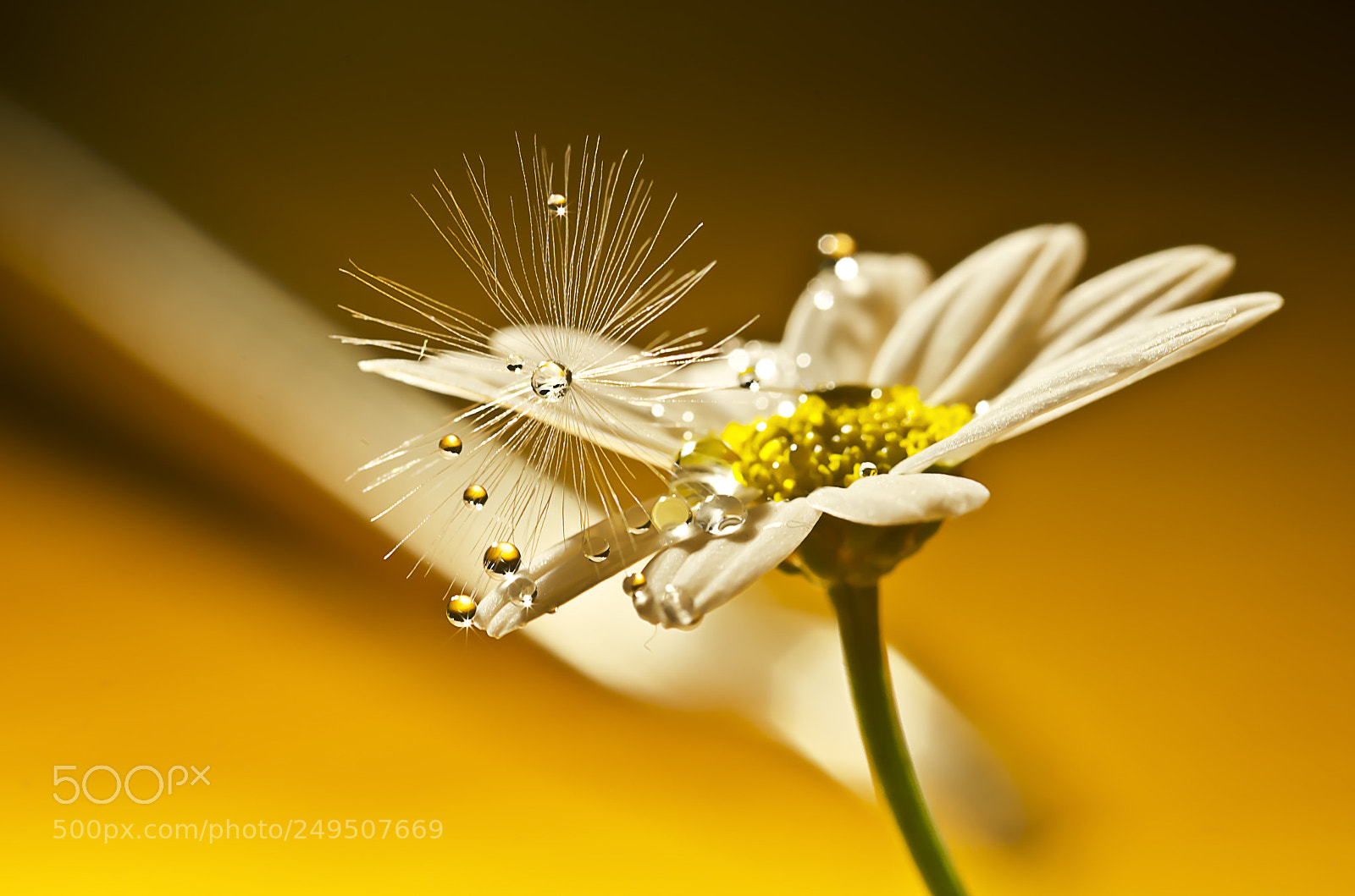 Nikon D7000 sample photo. Golden glow photography