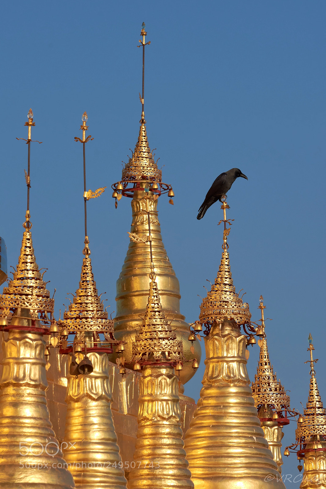 Nikon D7200 sample photo. The crow on pagoda photography