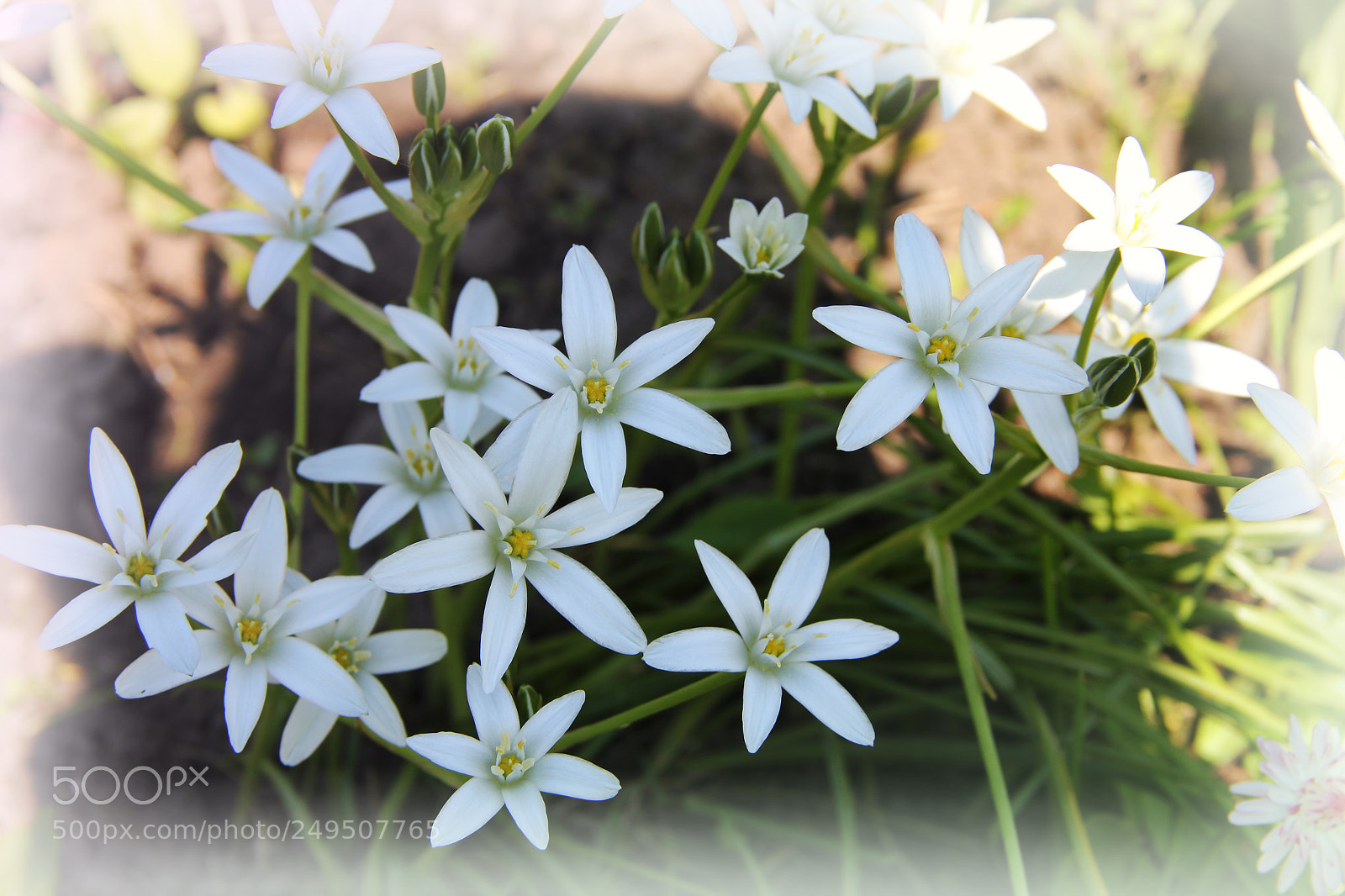 Canon EOS 550D (EOS Rebel T2i / EOS Kiss X4) sample photo. тень photography