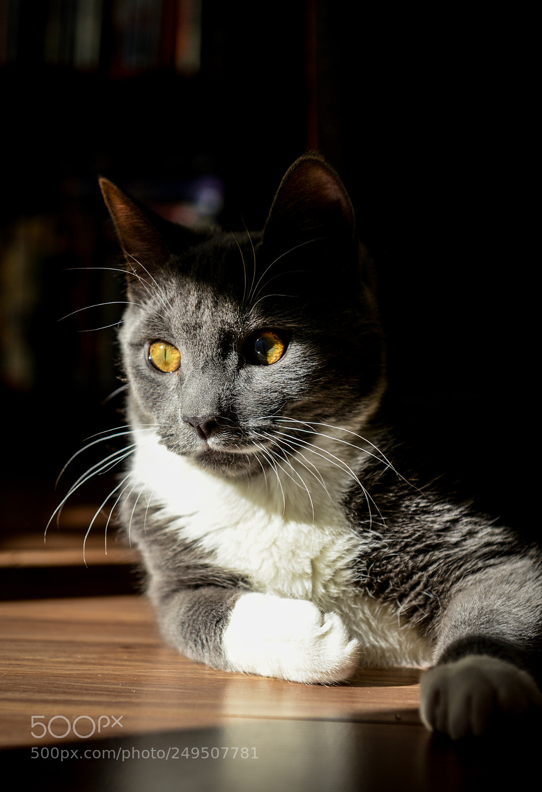 Nikon D800 sample photo. Lounging in the sun photography