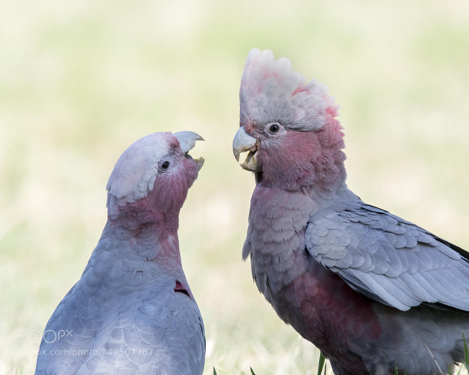 Nikon D500 sample photo. Galah photography