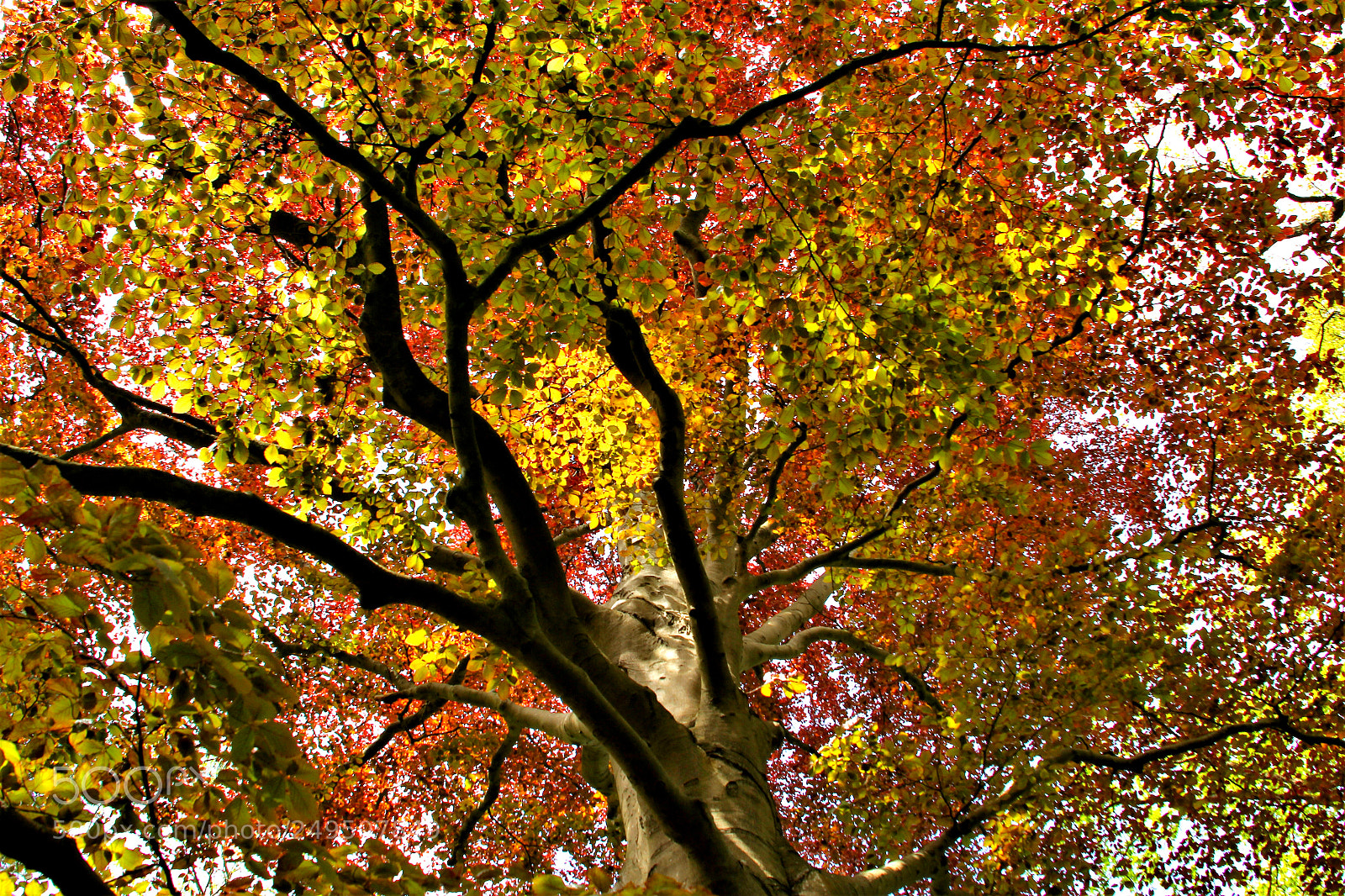 Canon EOS 600D (Rebel EOS T3i / EOS Kiss X5) sample photo. Beech tree in autumn photography