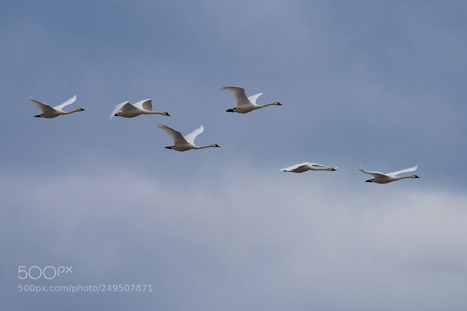 Nikon D810 sample photo. Snow geese photography