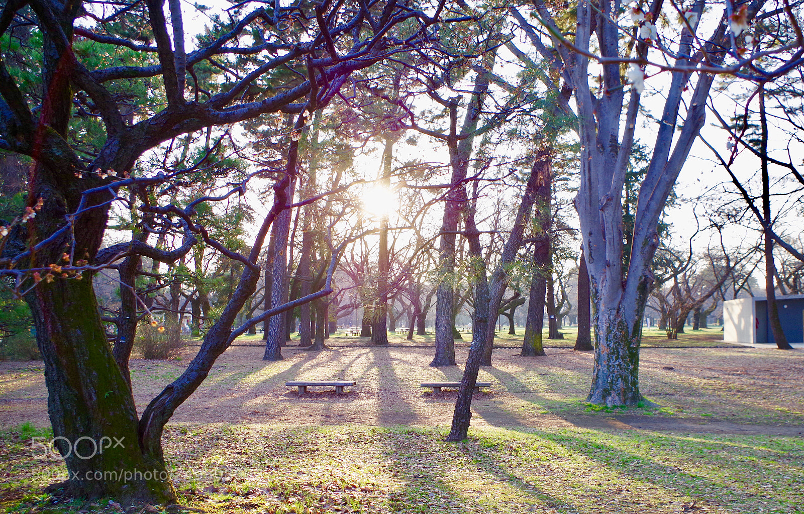 Pentax K-S2 sample photo. Sunday in the park. photography