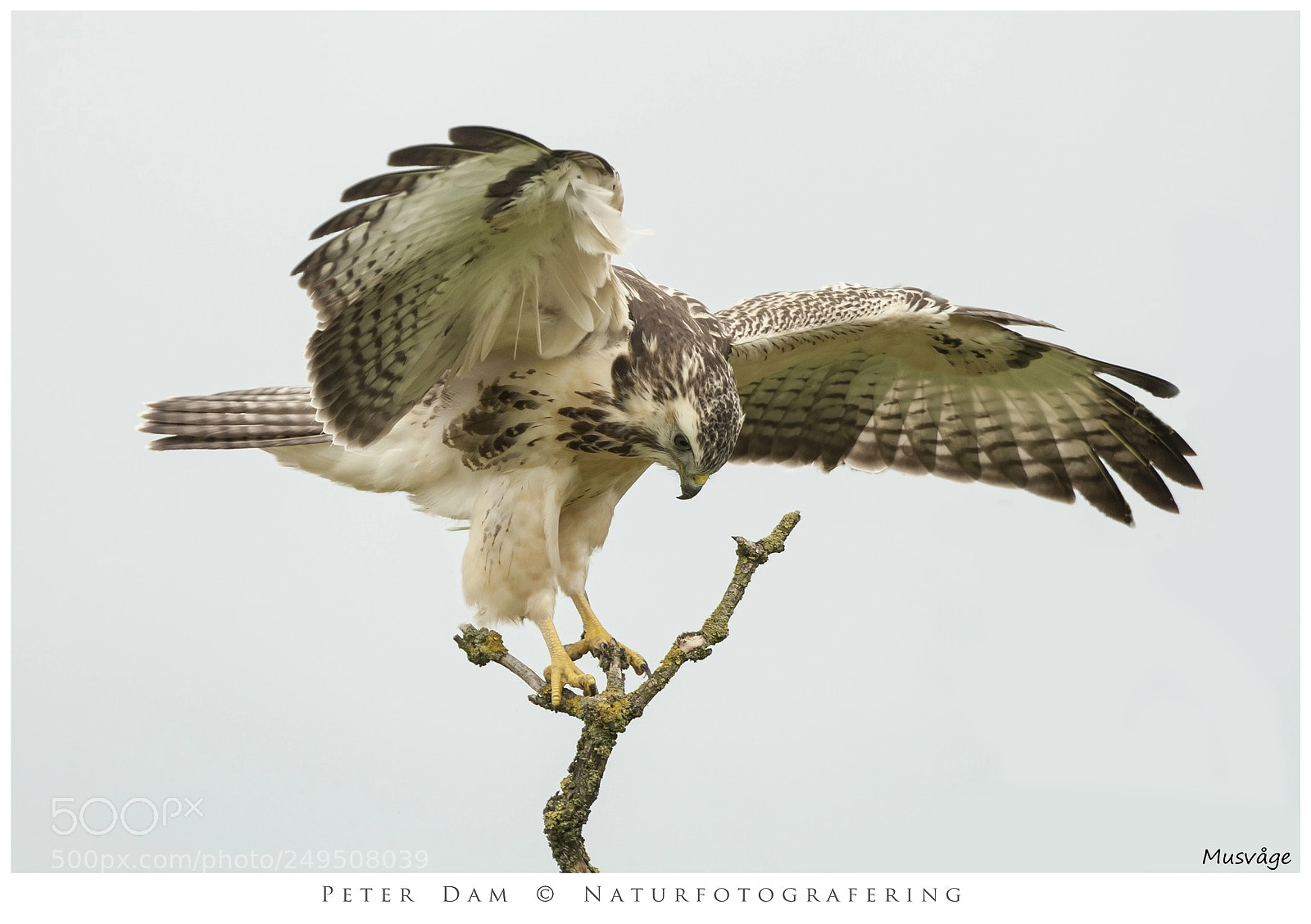 Canon EOS-1D Mark III sample photo. Buzzard - buteo buteo photography