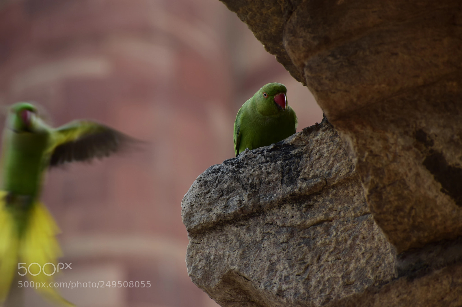 Nikon D5300 sample photo. Inquisitive bird photography