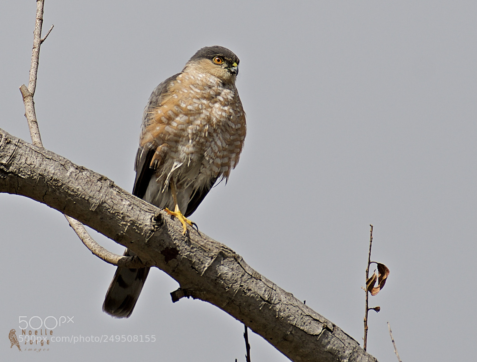 Nikon D500 sample photo. Sharp-shinned hawk on the photography