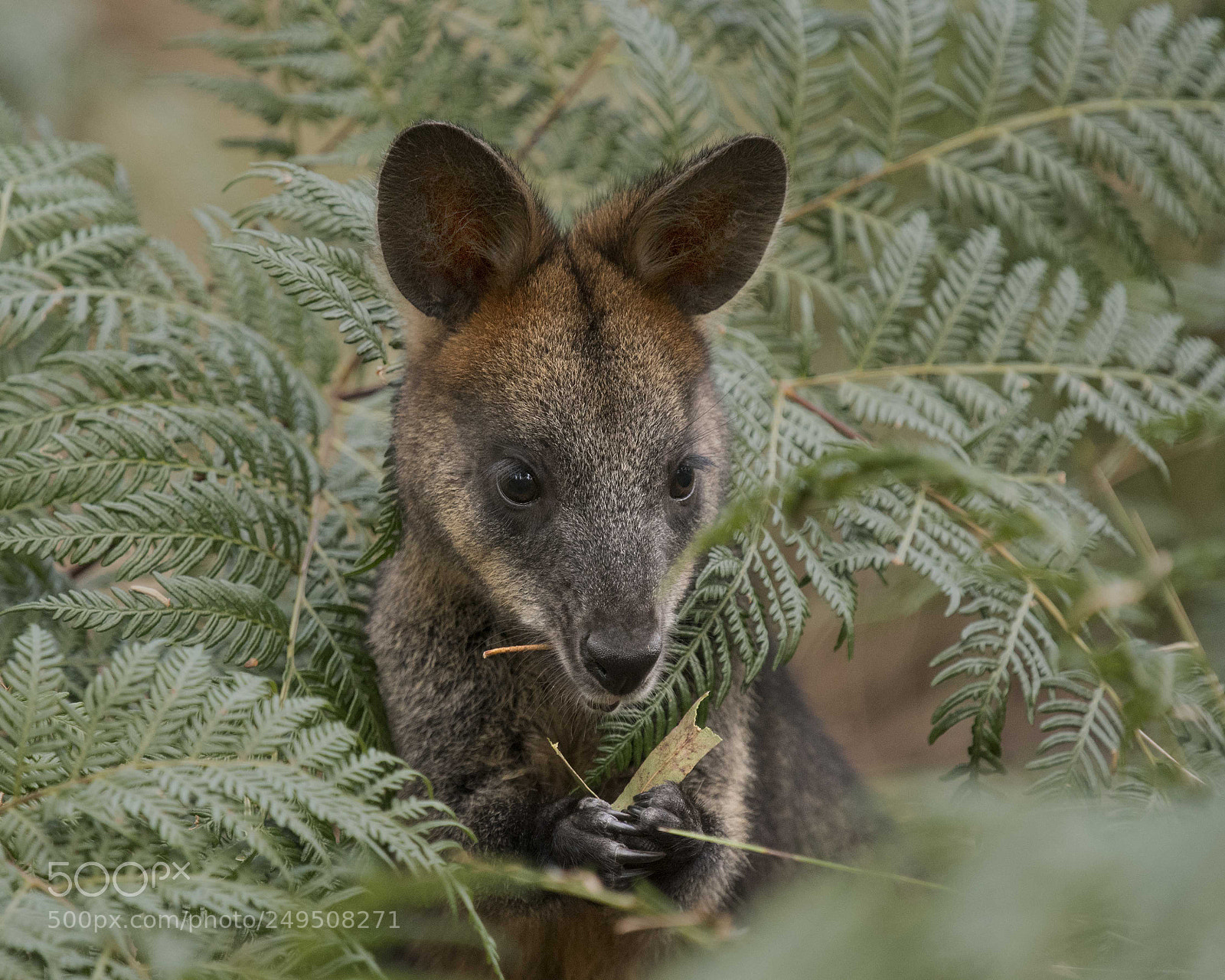 Nikon D500 sample photo. Swamp wallaby photography