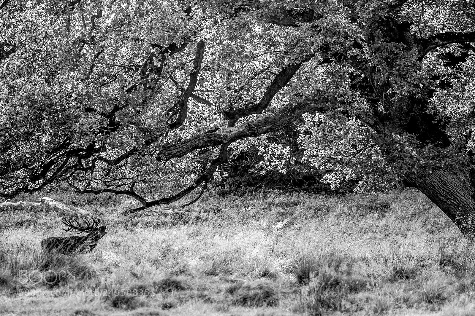 Canon EOS-1D X Mark II sample photo. Under the tree photography