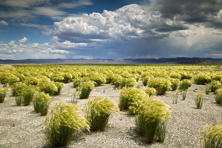 Canon EOS-1Ds sample photo. Grasses and thunderstorm. ruby lake national wildlife refuge, nevada photography