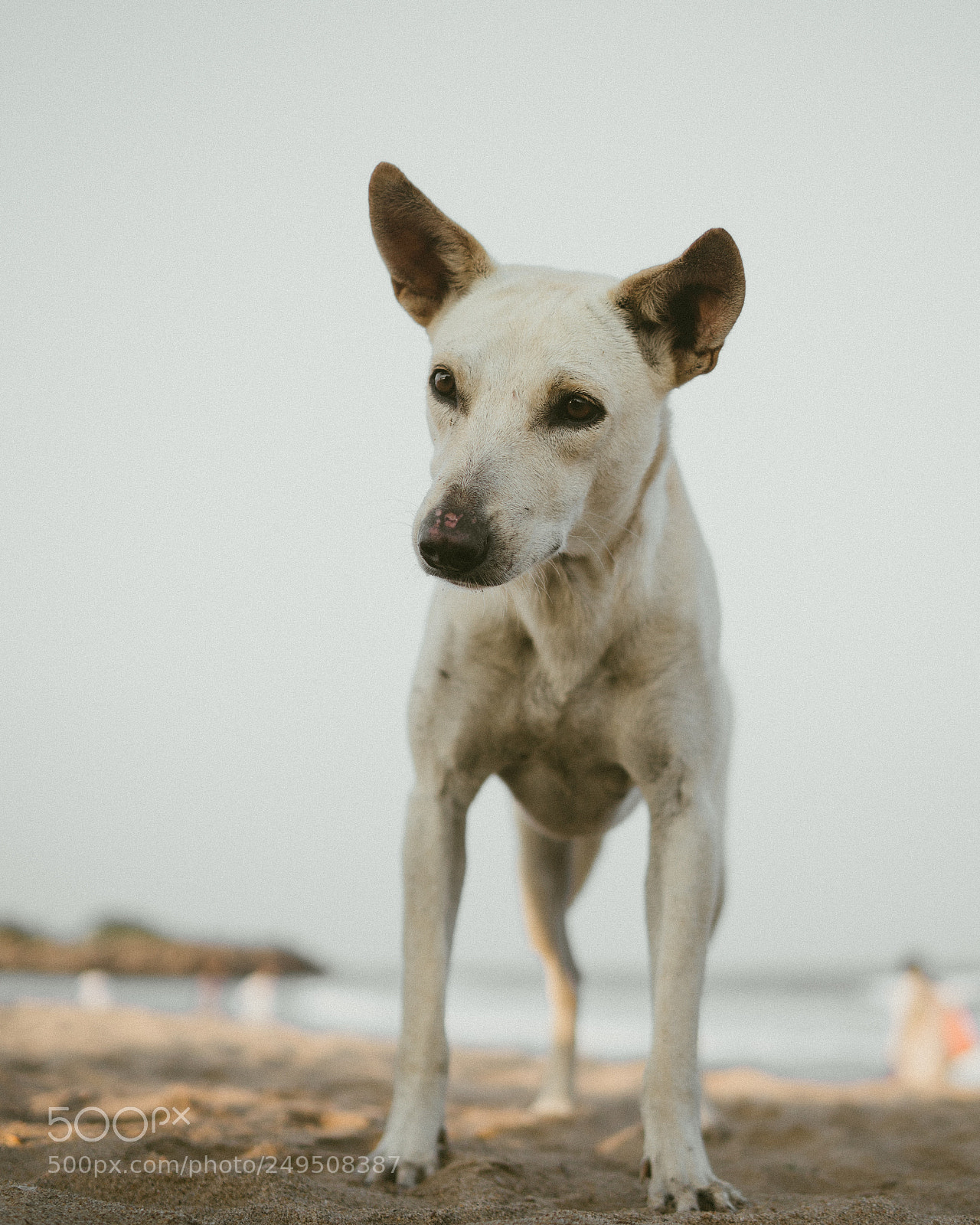 Sony a6300 sample photo. Act like innocent photography