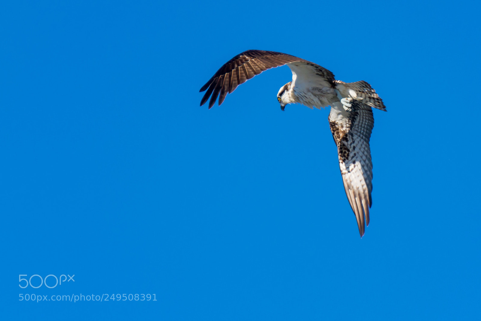 Nikon D5300 sample photo. Fishing osprey photography