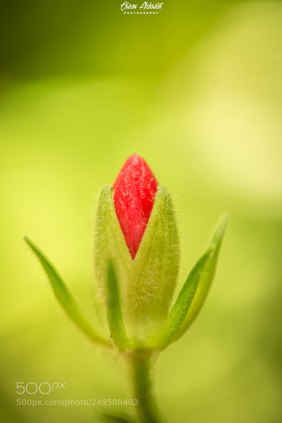 Nikon D610 sample photo. Blossom photography