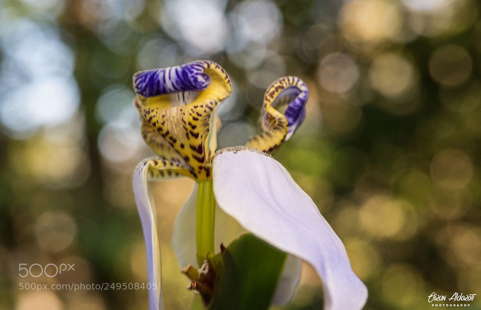 Nikon D610 sample photo. Royal photography