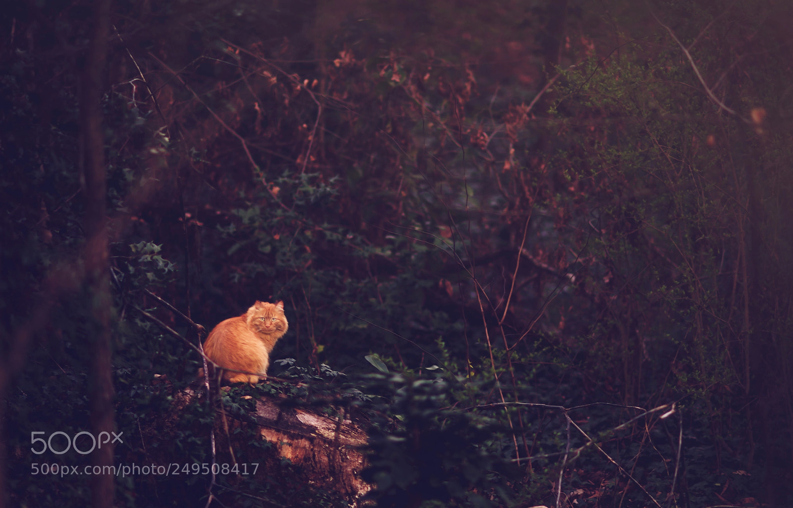 Nikon D3S sample photo. Wildcat photography