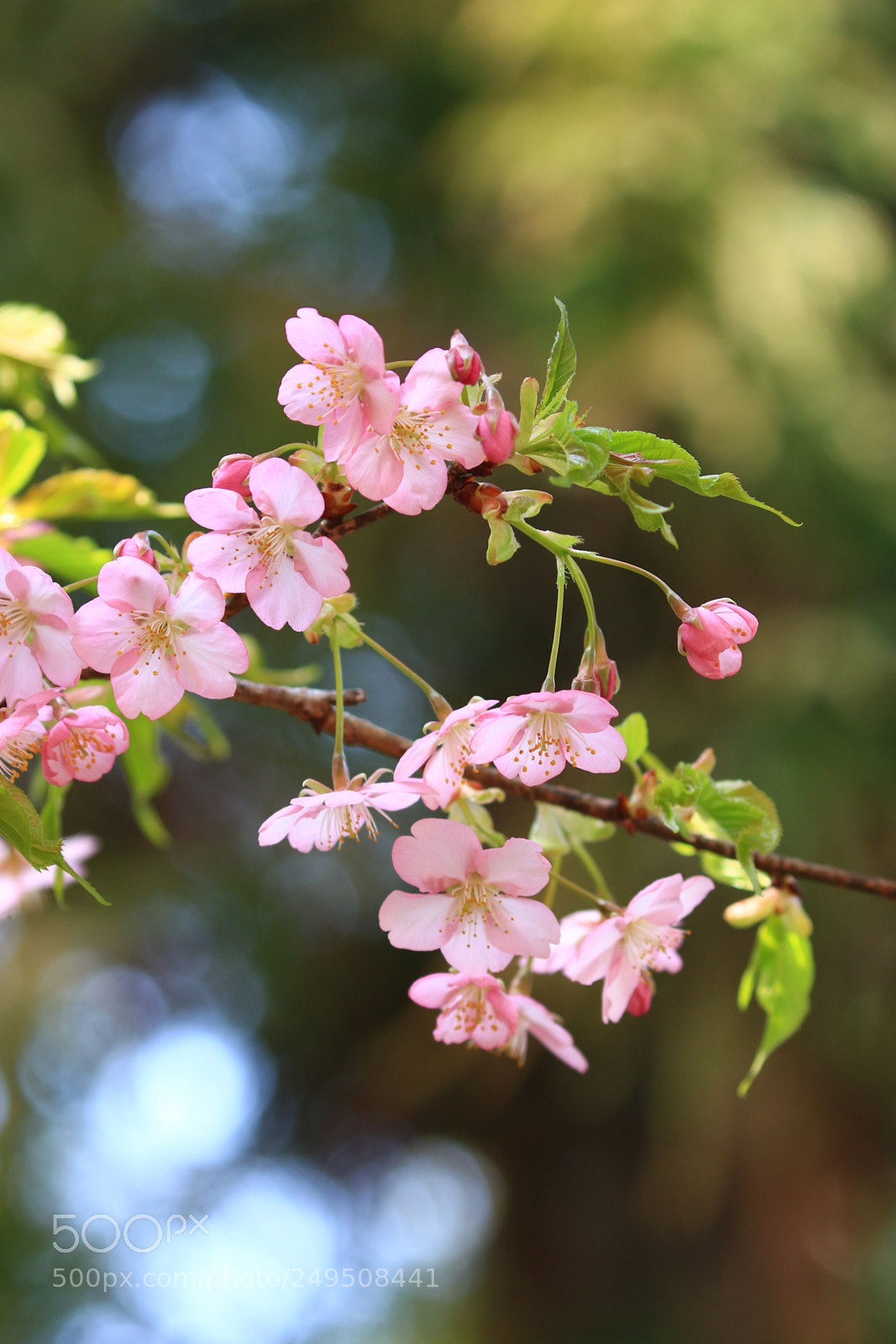 Canon EOS 7D Mark II sample photo. 河津桜 photography