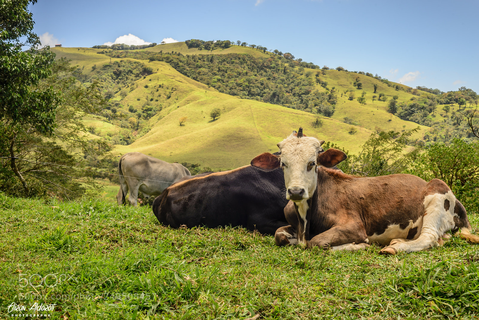 Nikon D610 sample photo. Peace photography
