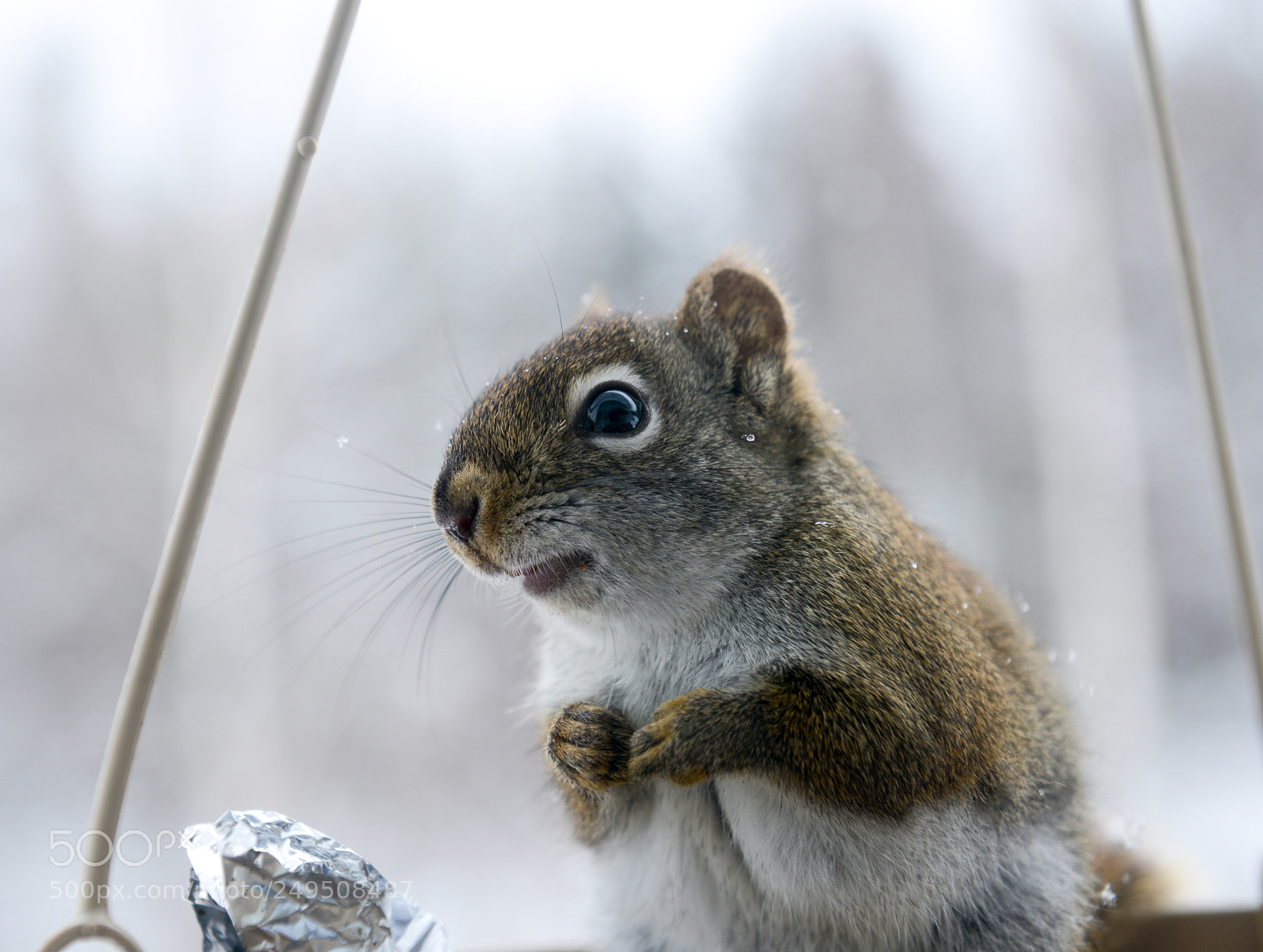 Nikon D800 sample photo. Pardon me do you photography