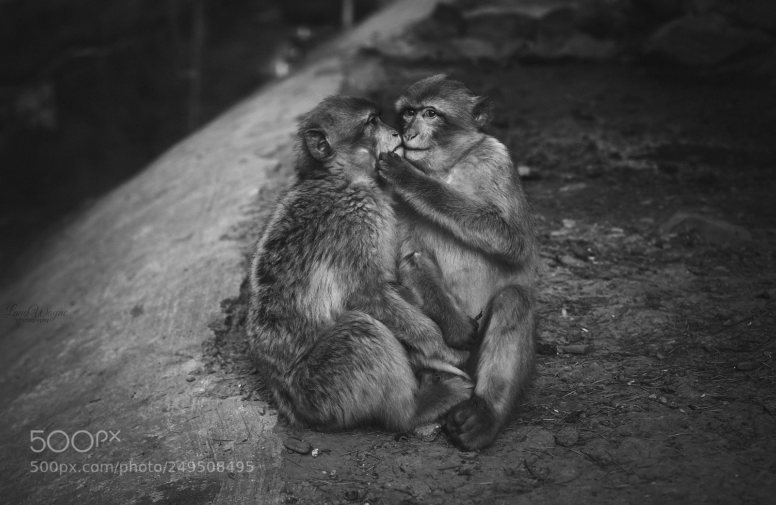 Canon EOS 7D Mark II sample photo. Black and white photography