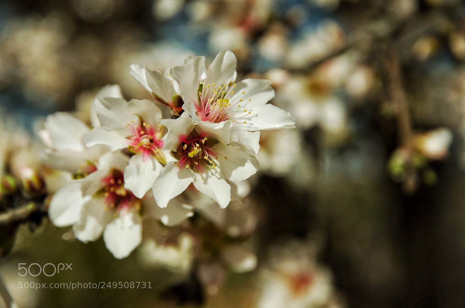 Nikon D7000 sample photo. Spring is coming photography
