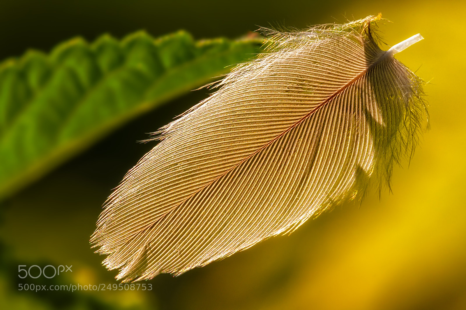 Canon EOS 40D sample photo. A feather (11120) photography