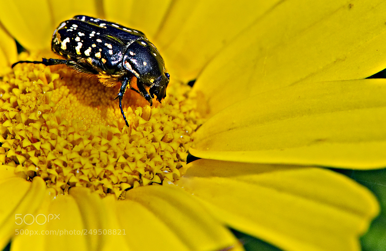 Olympus OM-D E-M10 II sample photo. Beetle photography
