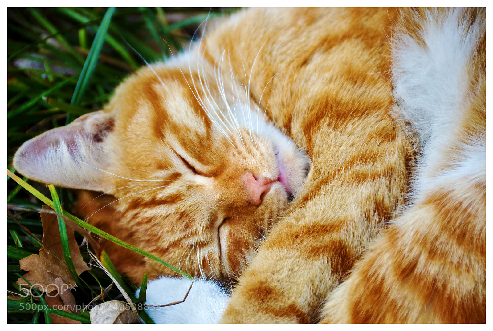 Nikon D7000 sample photo. () photography