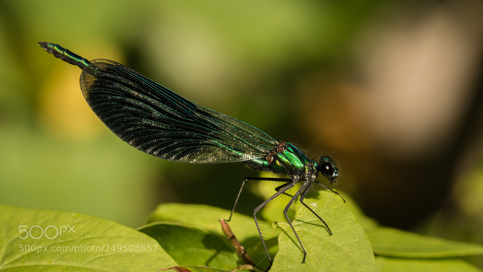 Nikon D7200 sample photo. Banded demoiselle photography