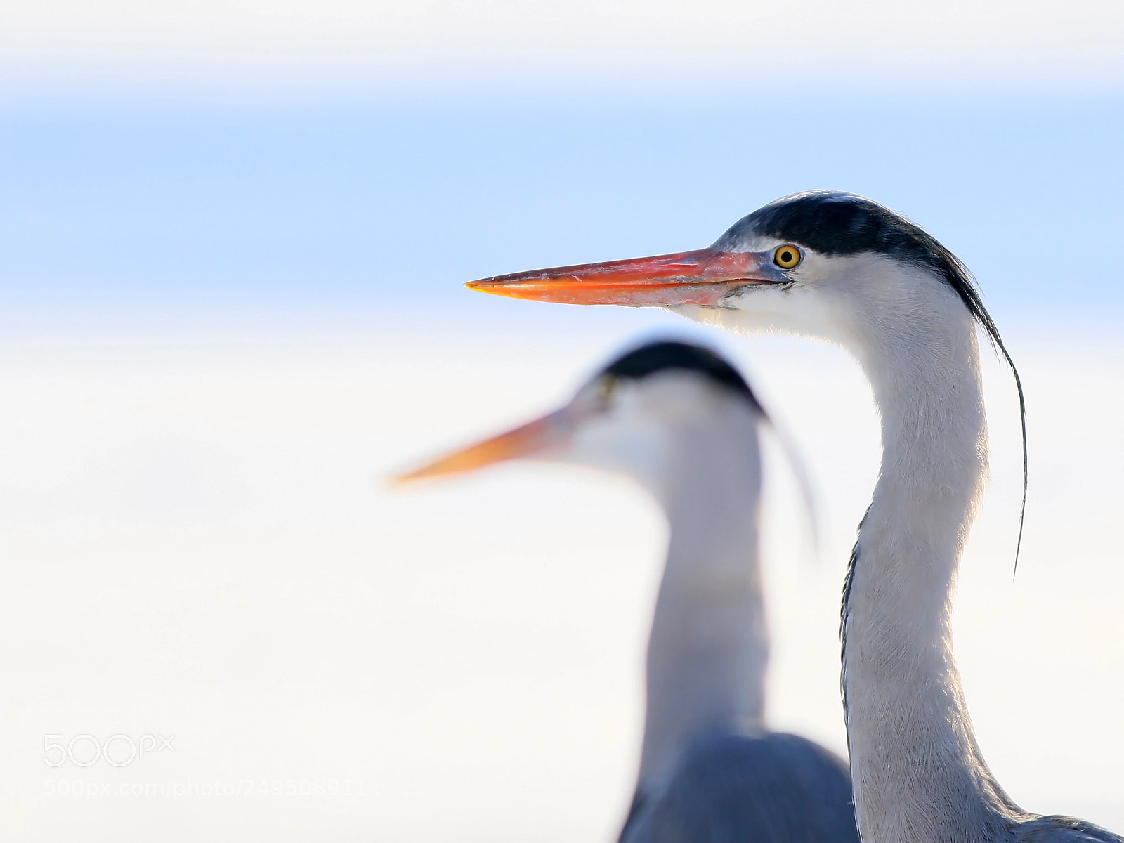 Canon EOS 7D Mark II sample photo. Grey herons in winter photography