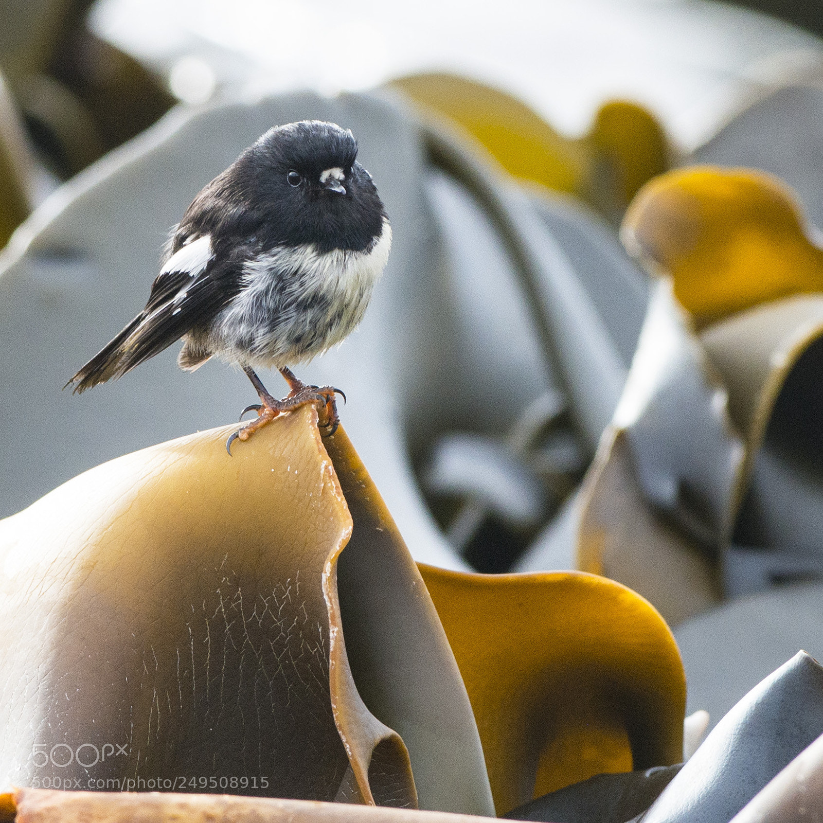 Nikon D800 sample photo. Auckland is tomtit, enderby photography