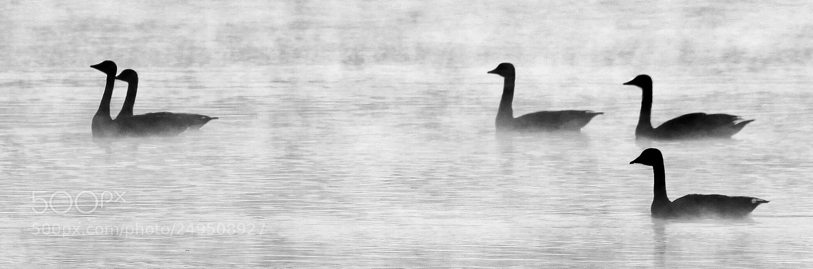 Canon EOS 50D sample photo. Morning. fog photography
