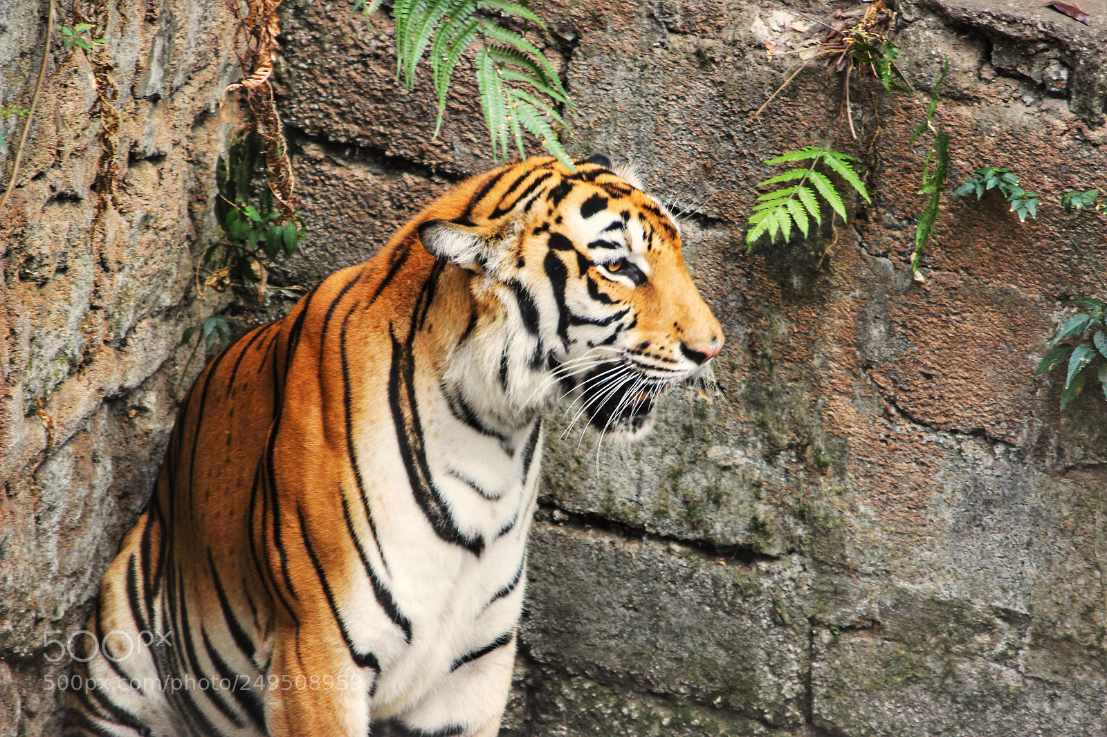 Canon EOS 600D (Rebel EOS T3i / EOS Kiss X5) sample photo. Tiger photography