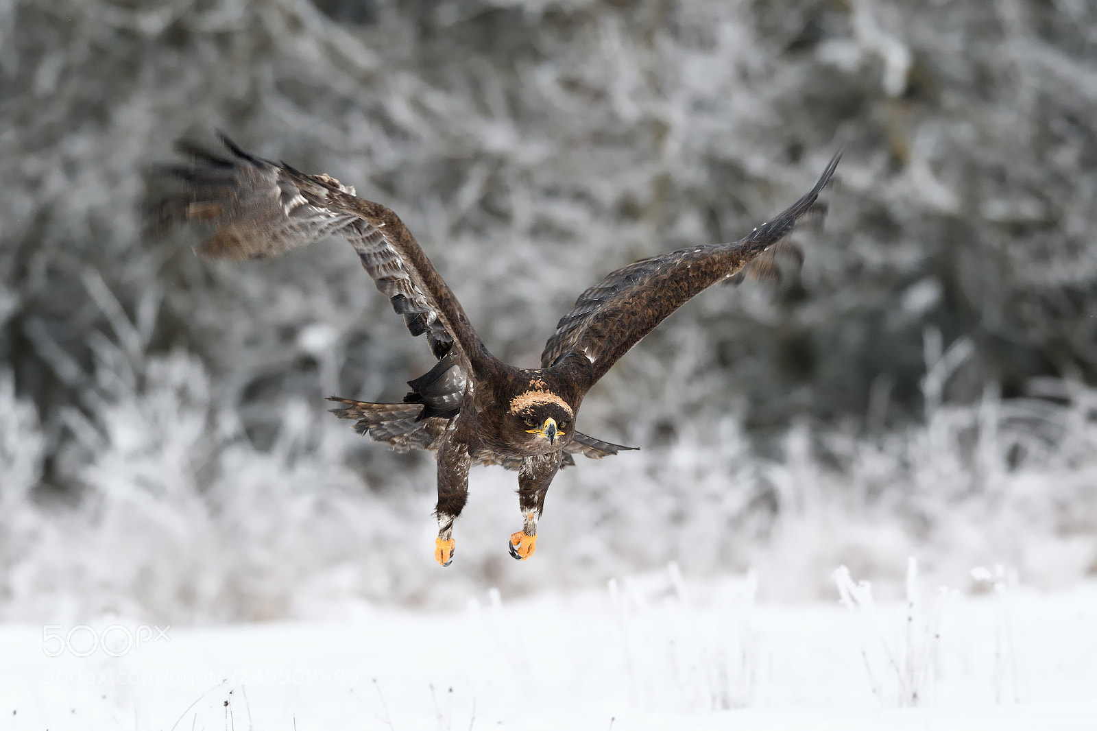 Nikon D500 sample photo. Steppe eagle photography