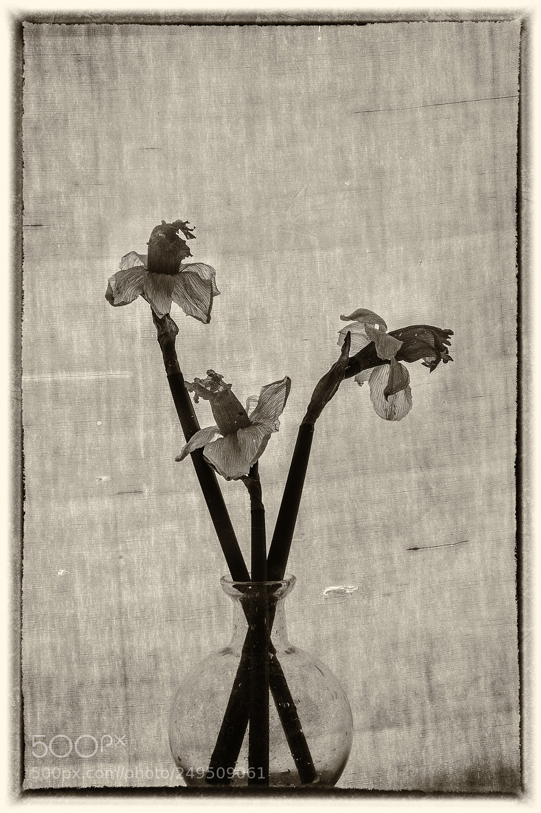 Sony a7R sample photo. 3 flowers photography