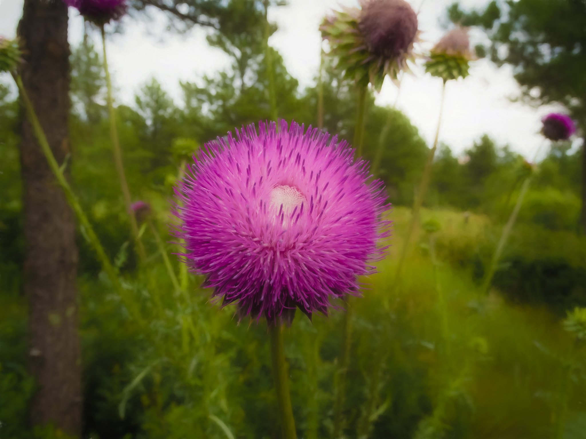 Nikon Coolpix P7100 sample photo. Colorado wildflowers soon photography
