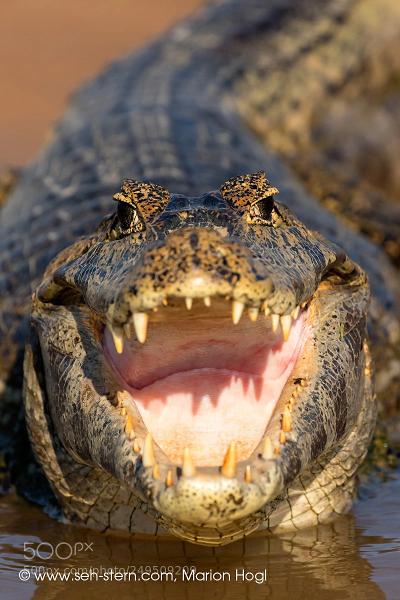Canon EOS 7D Mark II sample photo. Kaiman teeth photography