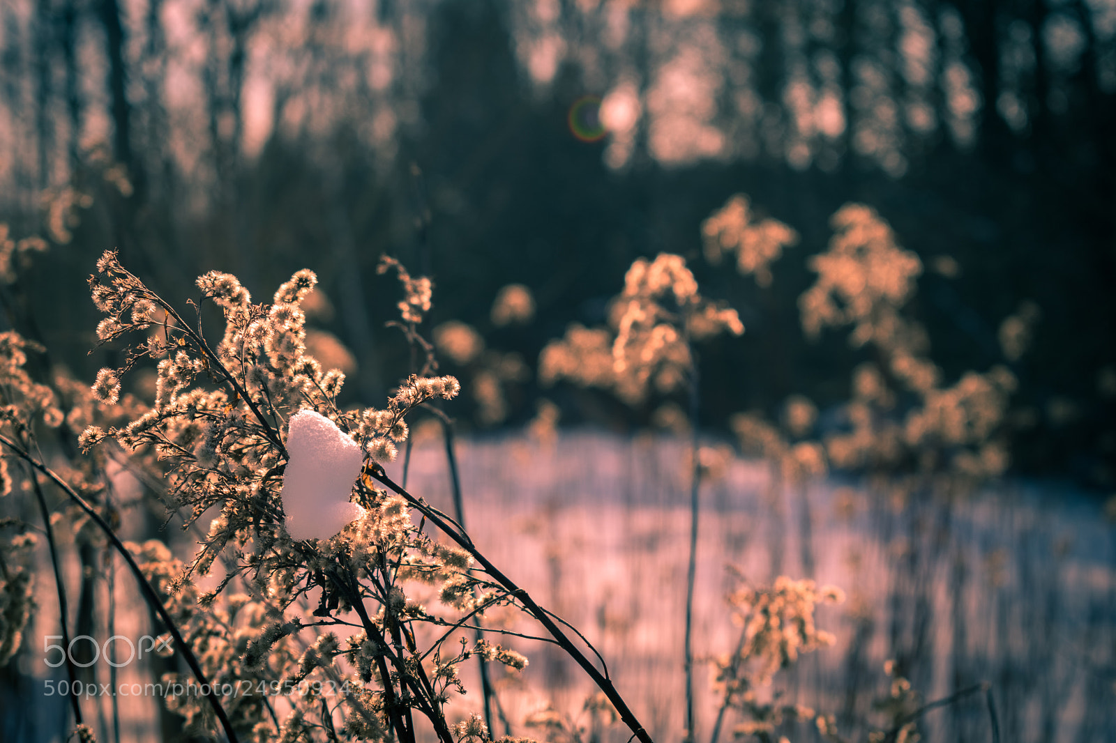 Nikon D3300 sample photo. Beauty of winter photography