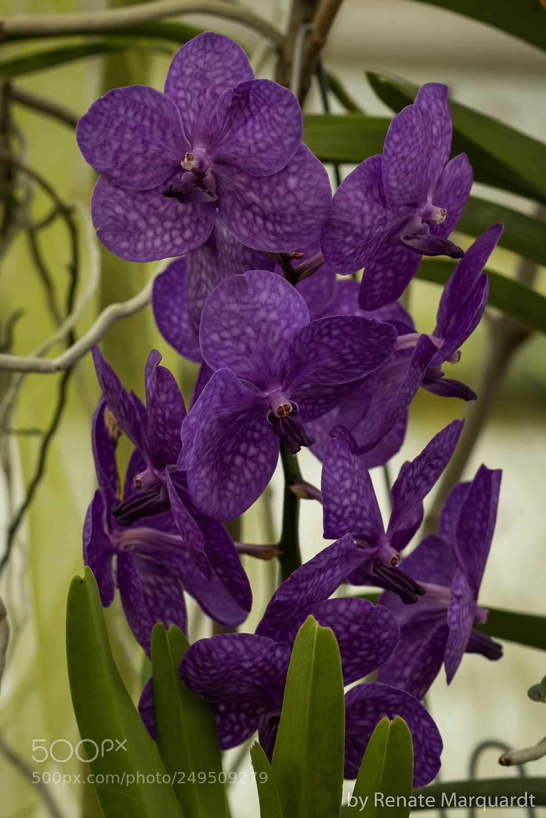 Canon EOS 7D Mark II sample photo. Orchideen photography
