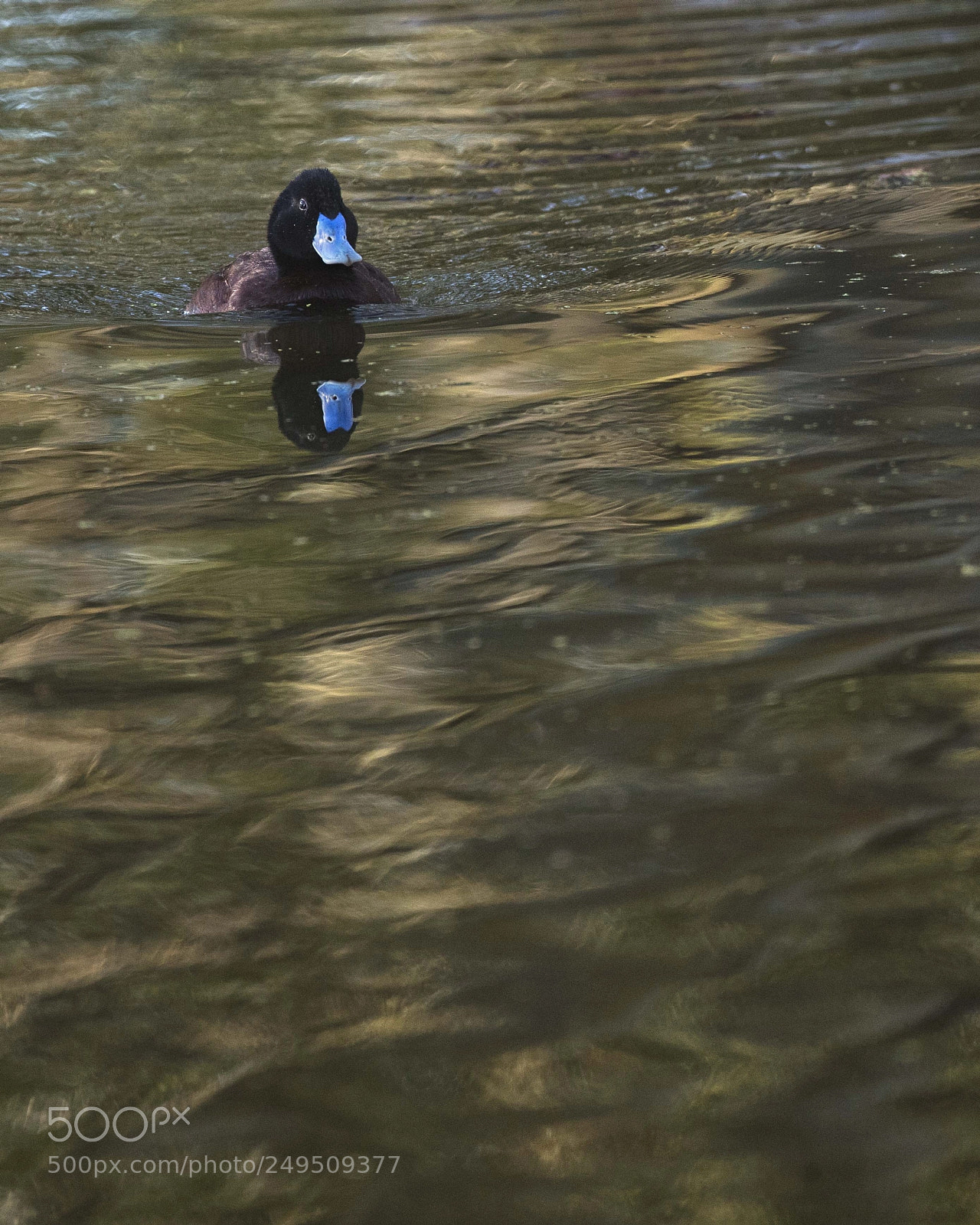 Canon EOS 5DS sample photo. Blue billed duck am photography