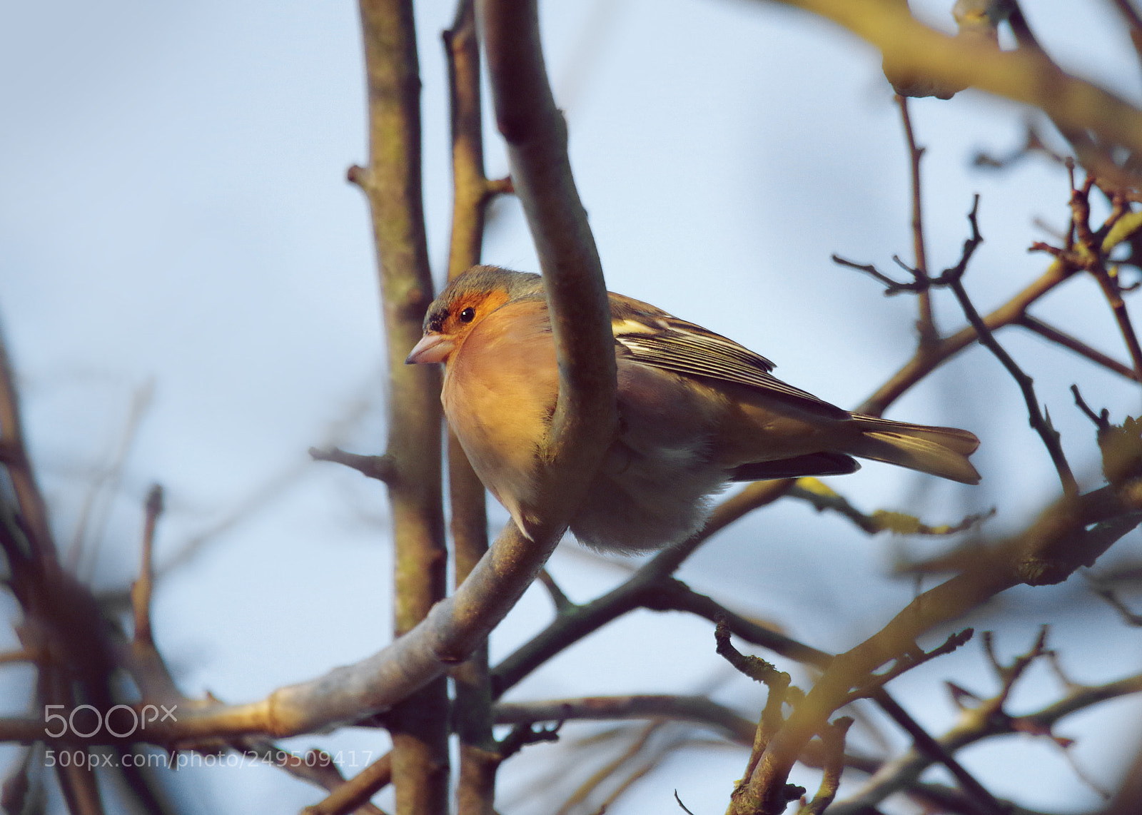 Pentax K-30 sample photo. A chaffinch chilling on photography