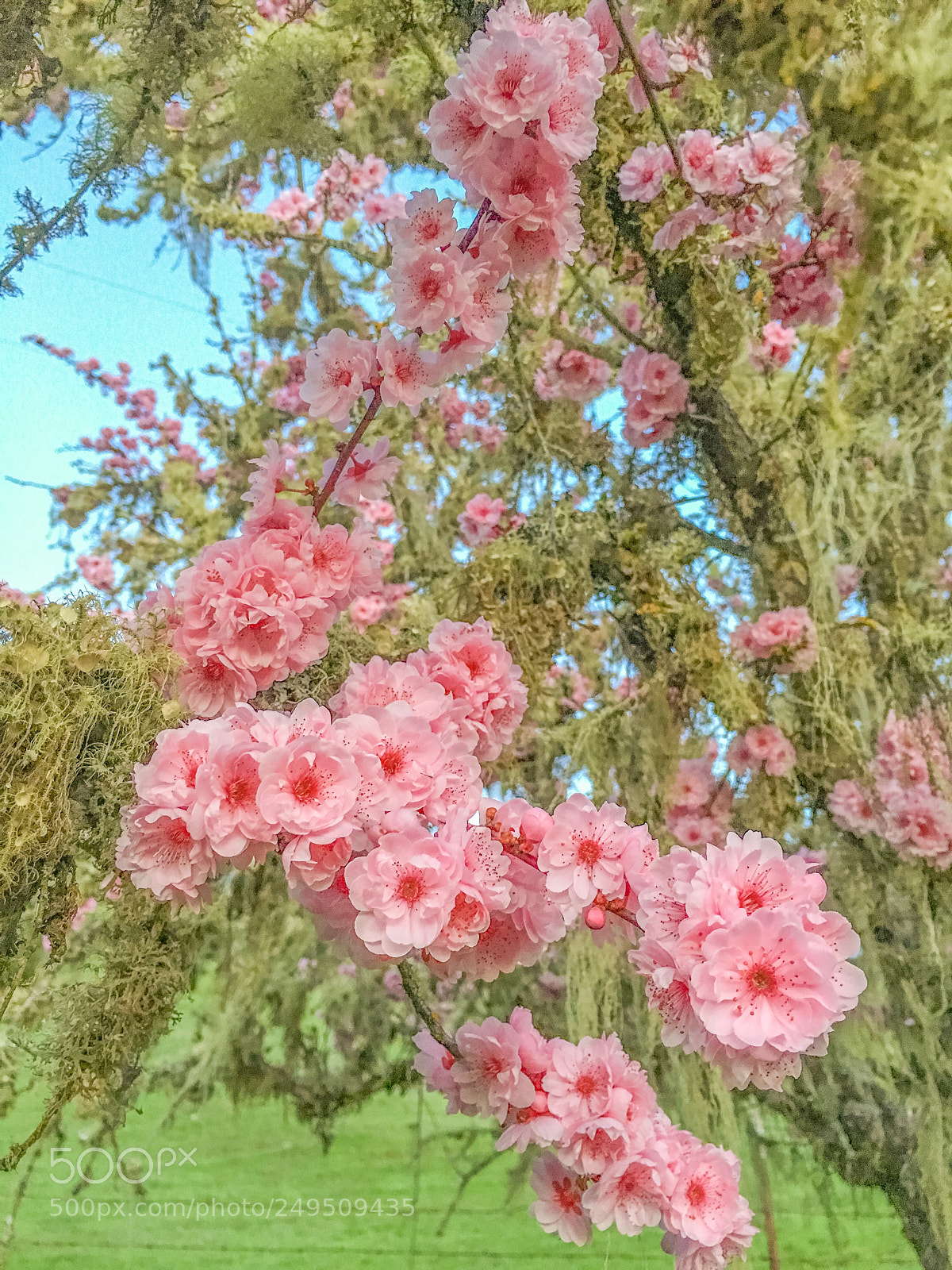 Apple iPhone 6s Plus sample photo. Spring blossoms photography