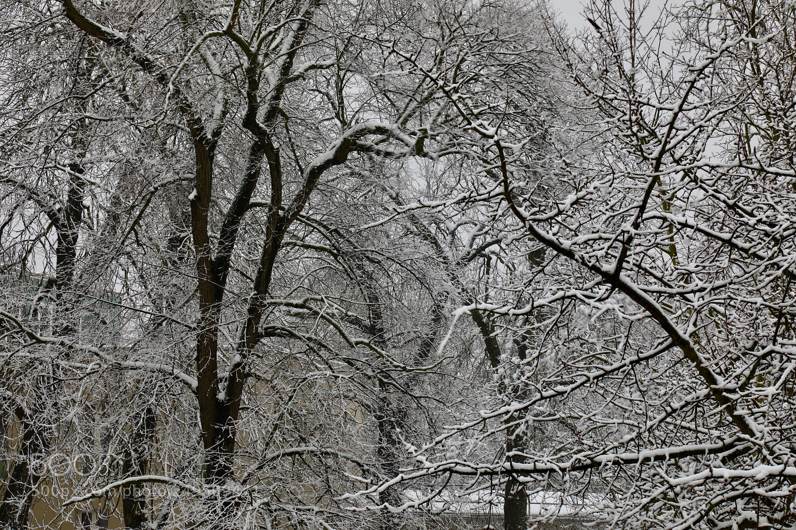 Canon EOS 5D Mark IV sample photo. Snow again photography