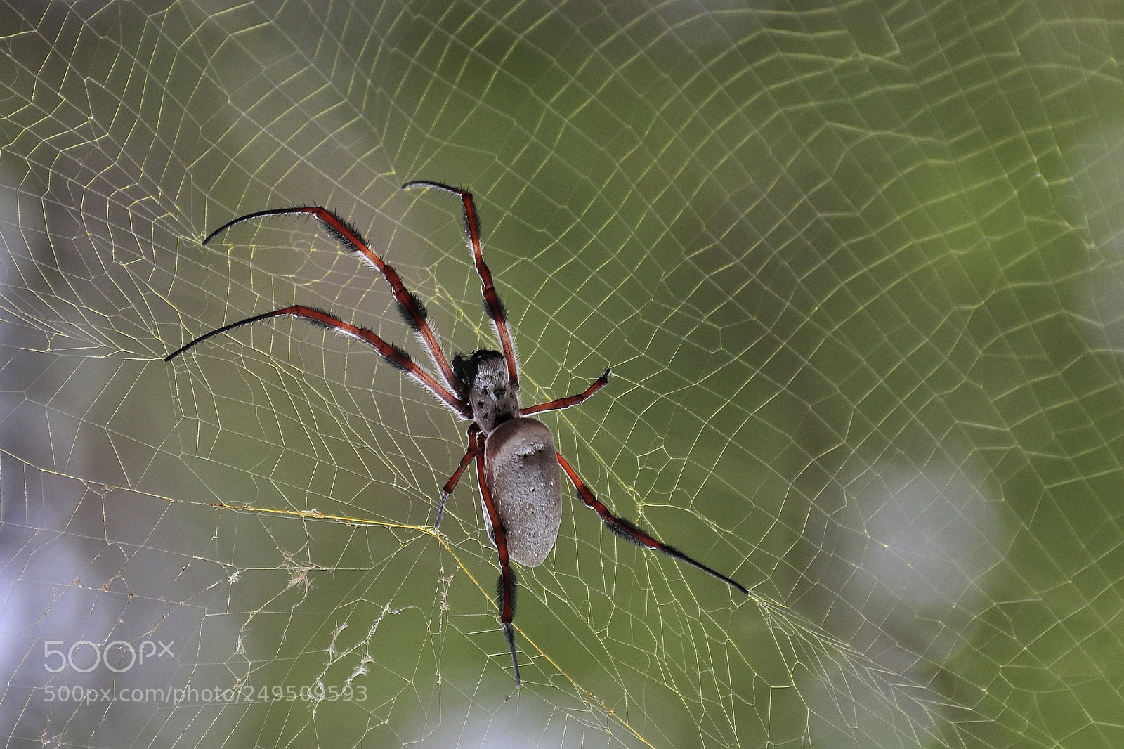 Canon EOS 80D sample photo. Australian golden orb weaver photography