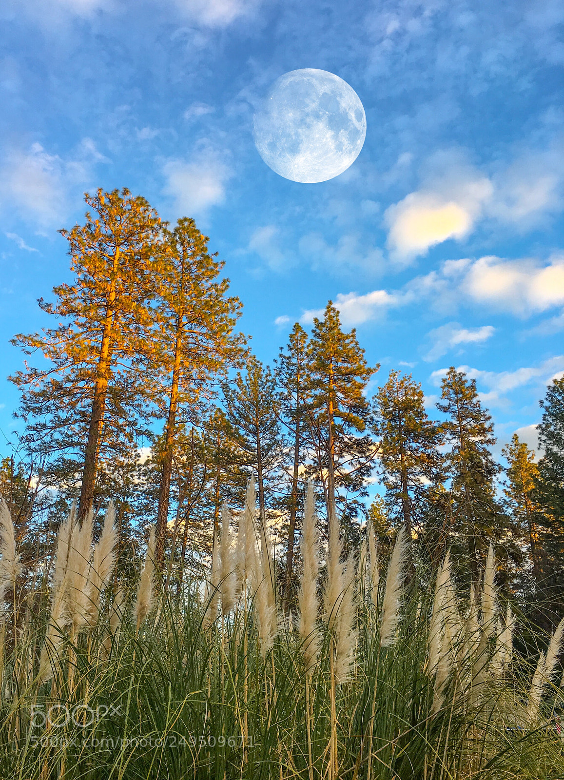 Apple iPhone 6s Plus sample photo. Paradise, california photography