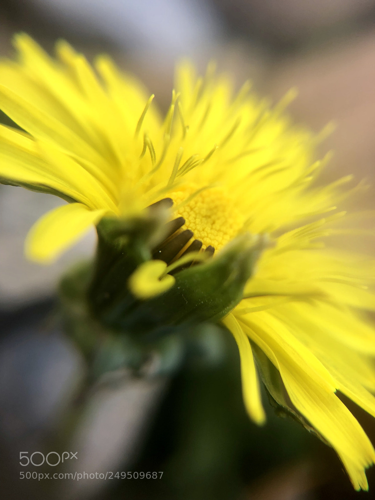Apple iPhone X sample photo. Early photography