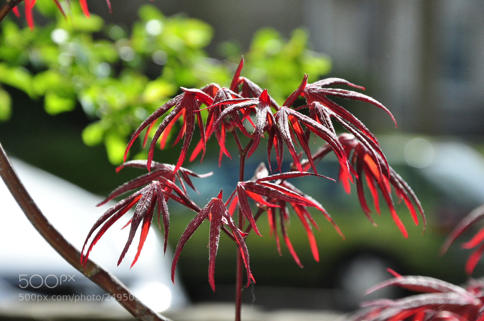 Nikon D90 sample photo. Springtime photography